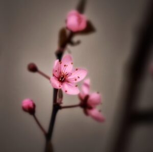 cherry-blossom-spring-Jewelry